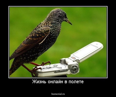 Жизнь онлайн в полете