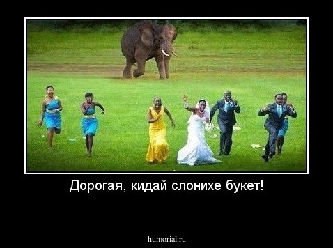 Дорогая, кидай слонихе букет!
