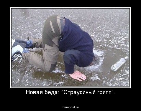 Новая беда: "Страусиный грипп".