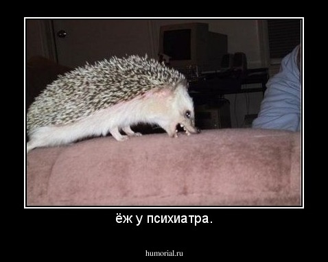 ёж у психиатра.