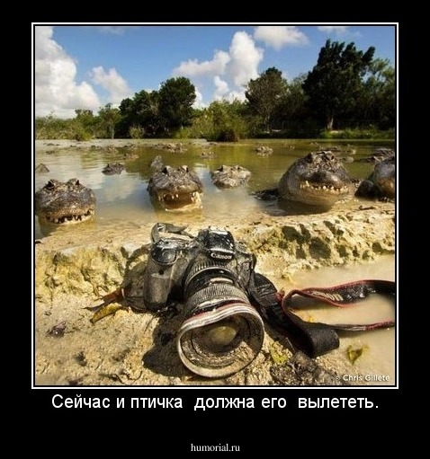 Сейчас и птичка  должна его  вылететь.