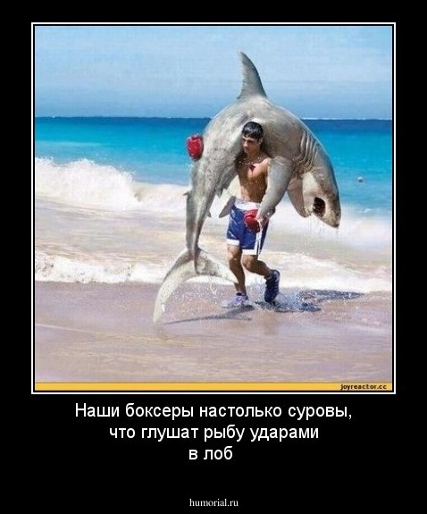 Наши боксеры настолько суровы, что глушат рыбу ударами в лоб