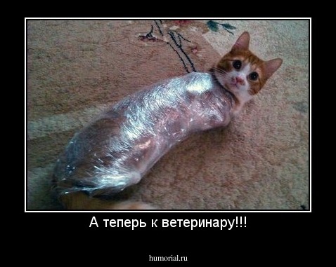 А теперь к ветеринару!!!