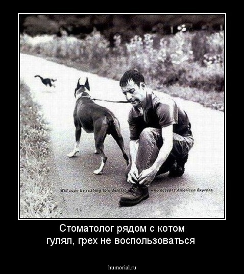 Стоматолог рядом с котом гулял, грех не воспользоваться