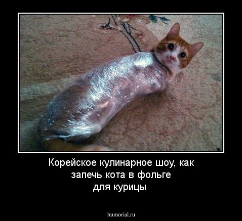 Корейское кулинарное шоу, как запечь кота в фольге для курицы