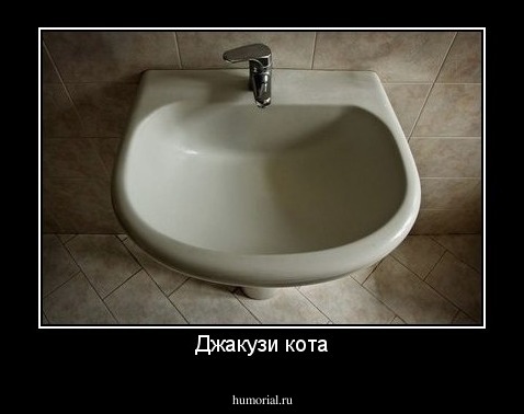 Джакузи кота
