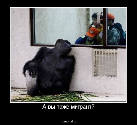 А вы тоже мигрант?