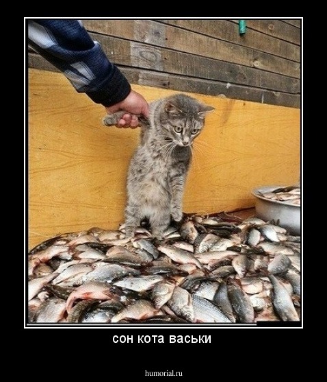 сон кота васьки 