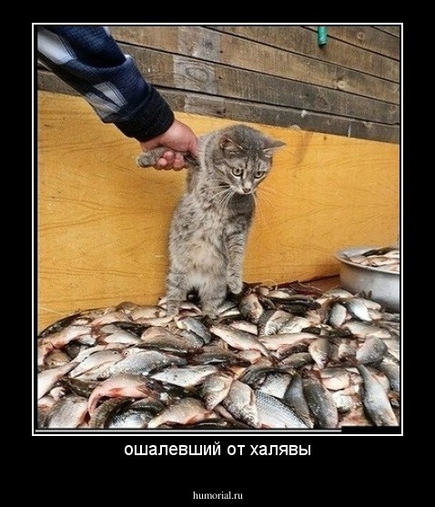 ошалевший от халявы