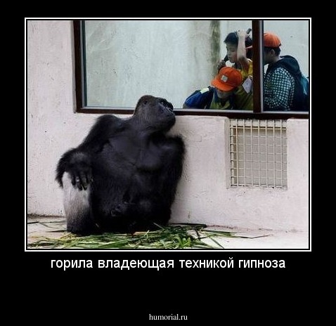 горила владеющая техникой гипноза
