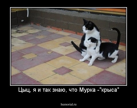 Цыц, я и так знаю, что Мурка -"крыса"