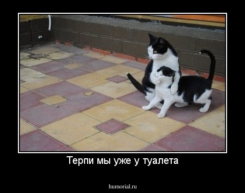 Терпи мы уже у туалета