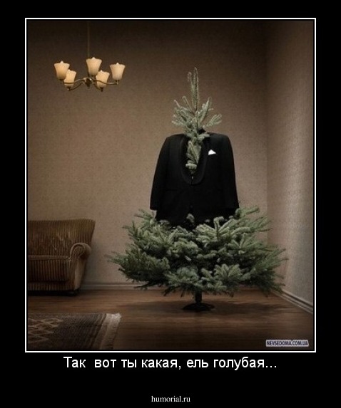 Так  вот ты какая, ель голубая...
