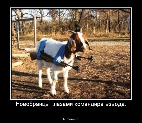 Новобранцы глазами командира взвода.