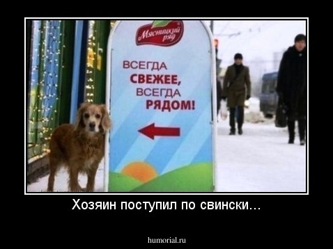 Хозяин поступил по свински...
