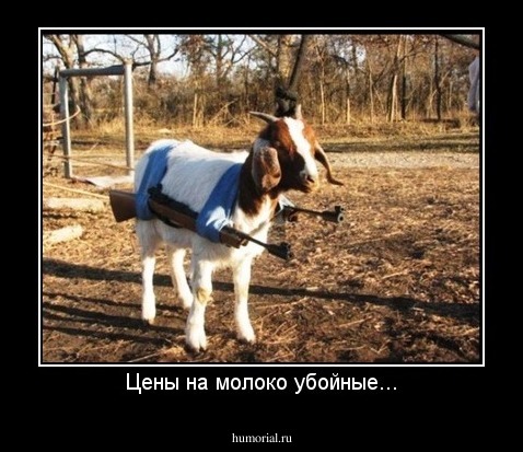 Цены на молоко убойные...