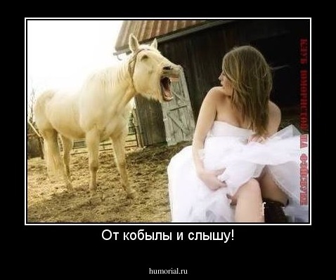 От кобылы и слышу!
