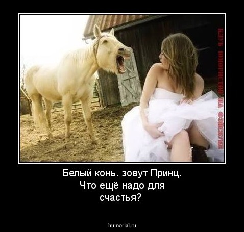 Белый конь. зовут Принц. Что ещё надо для счастья?