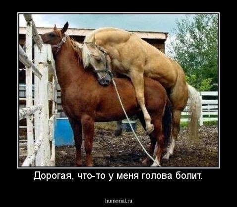 Дорогая, что-то у меня голова болит.