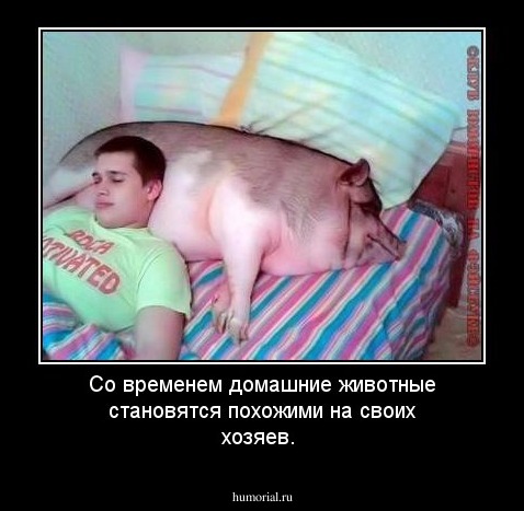 Со временем домашние животные  становятся похожими на своих хозяев.