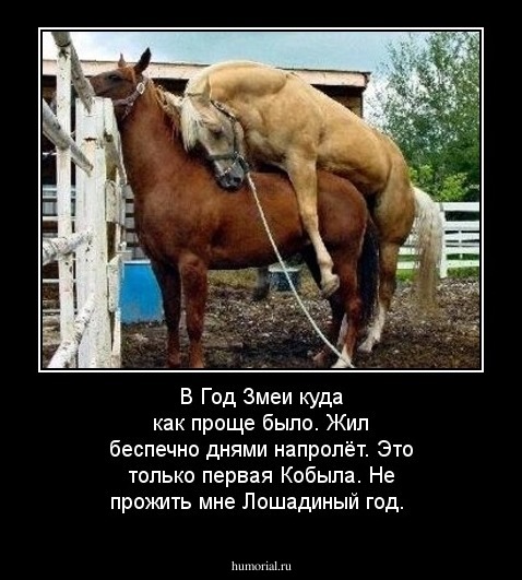 В Год Змеи куда как проще было. 
Жил беспечно днями напролёт. 
Это только первая Кобыла. 
Не прожить мне Лошадиный год.

