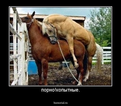порно!копытные.