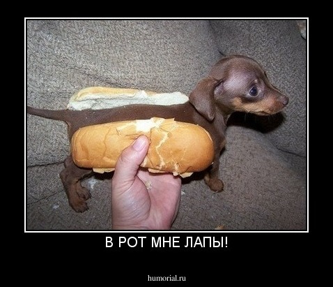 В РОТ МНЕ ЛАПЫ!