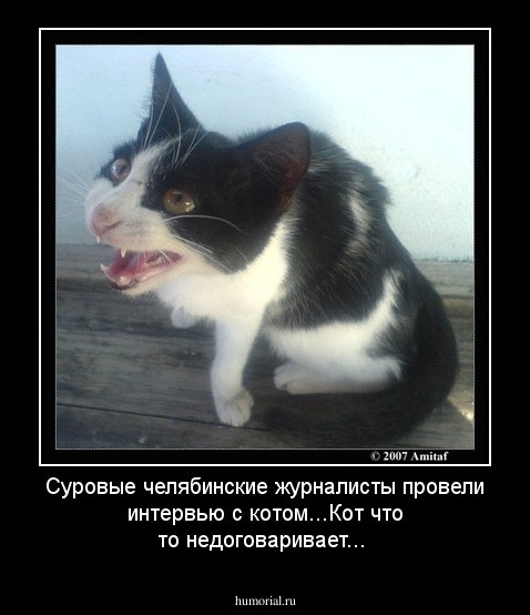 Суровые челябинские журналисты провели интервью с котом...Кот что то недоговаривает...