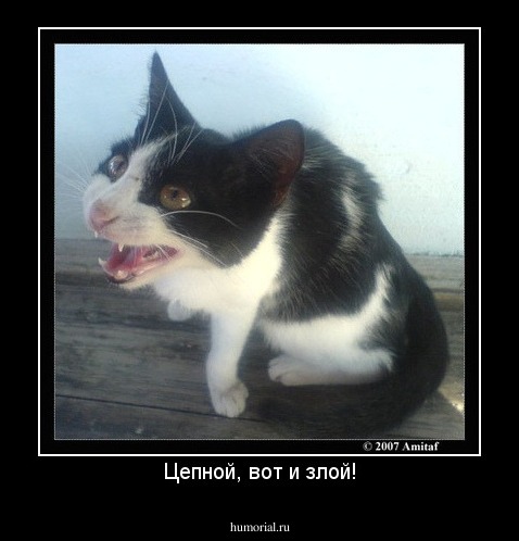 Цепной, вот и злой!