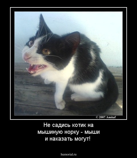 Не садись котик на мышиную норку - мыши и наказать могут!