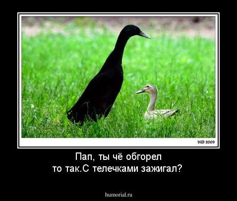 Пап, ты чё обгорел то так.С телечками зажигал?