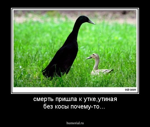 смерть пришла к утке,утиная без косы почему-то...