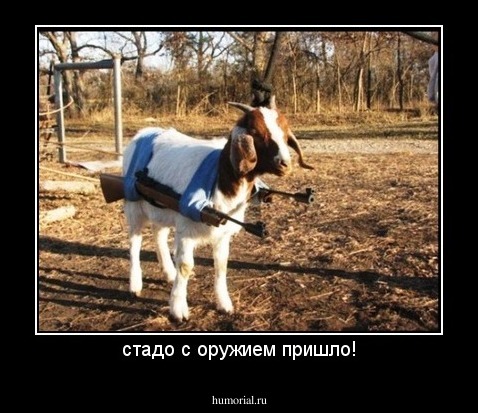 стадо с оружием пришло!