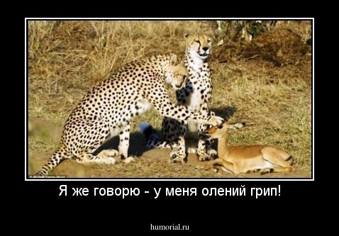 Я же говорю - у меня олений грип!