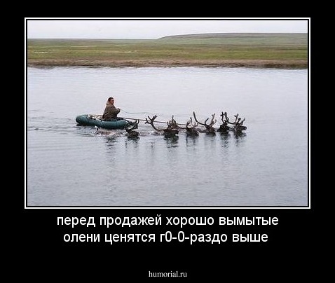 перед продажей хорошо вымытые олени ценятся г0-0-раздо выше