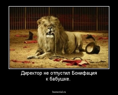 Директор не отпустил Бонифация к бабушке.
