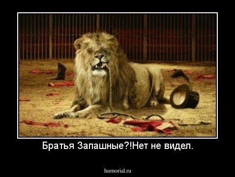 Братья Запашные?!Нет не видел.