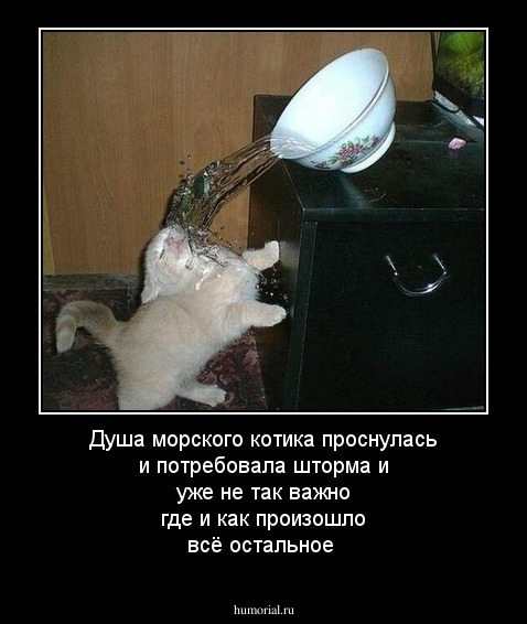 Душа морского котика проснулась и потребовала шторма и уже не так важно где и как произошло всё остальное