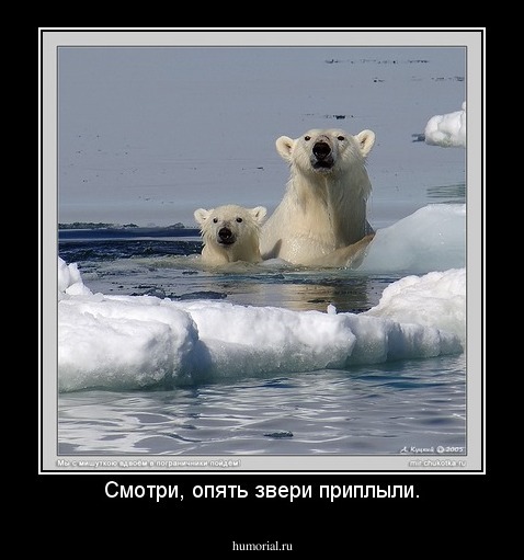 Смотри, опять звери приплыли.