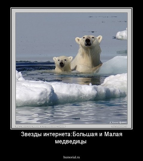 Звезды интернета:Большая и Малая медведицы
