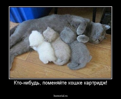 Кто-нибудь, поменяйте кошке картридж!