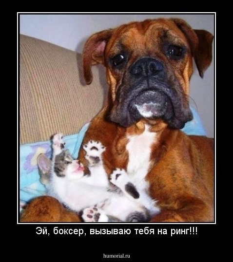 Эй, боксер, вызываю тебя на ринг!!!