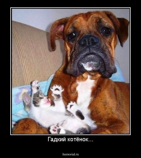 Гадкий котёнок...