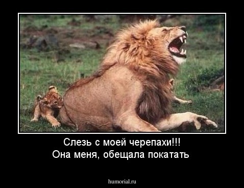 Слезь с моей черепахи!!! Она меня, обещала покатать