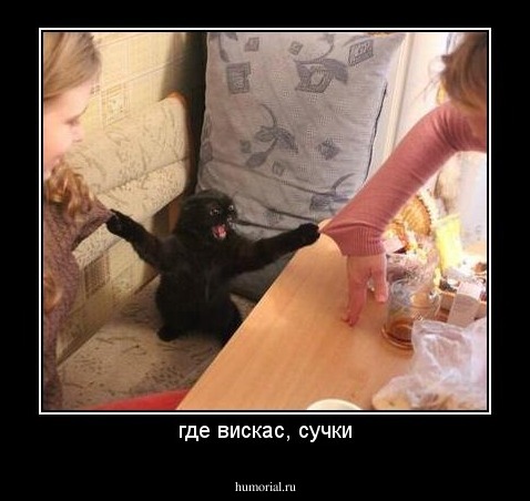 где вискас, сучки