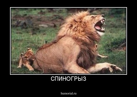 СПИНОГРЫЗ