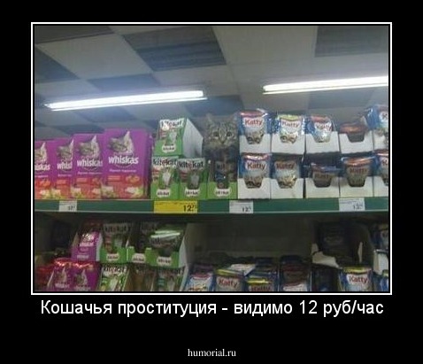Кошачья проституция - видимо 12 руб/час