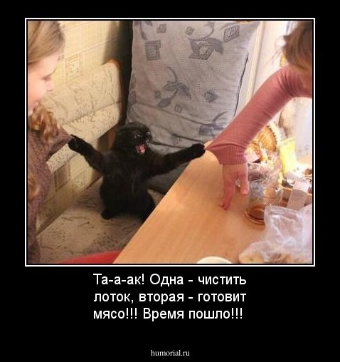 Та-а-ак! Одна - чистить лоток, вторая - готовит мясо!!! Время пошло!!!
