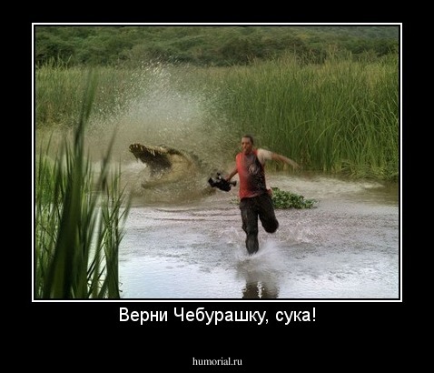 Верни Чебурашку, сука!