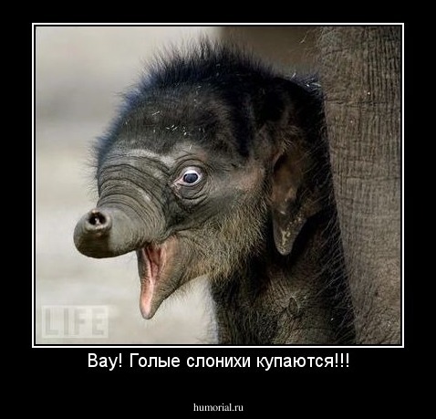 Вау! Голые слонихи купаются!!!